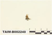 藏品(比賴苔屬)的圖片